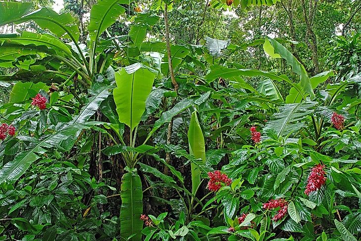 Costa Rica's dense, moist forests are home to many unique species of plants.