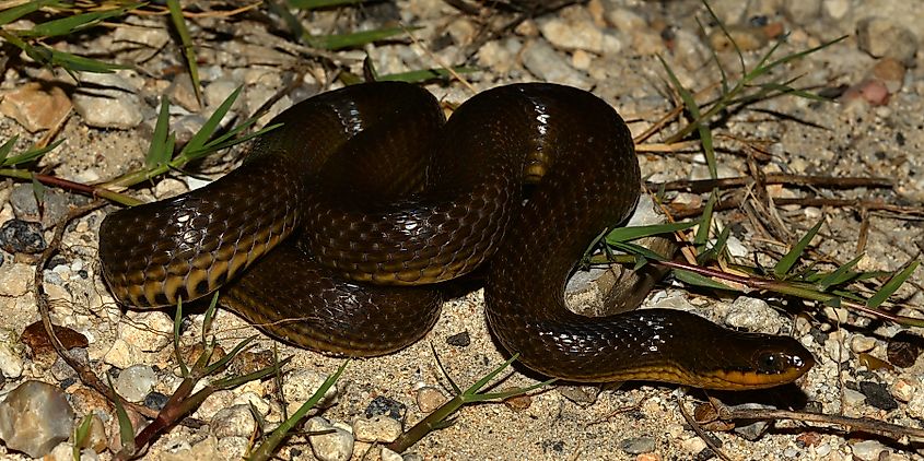 Gulf swampsnake (Liodytes rigida sinicola)