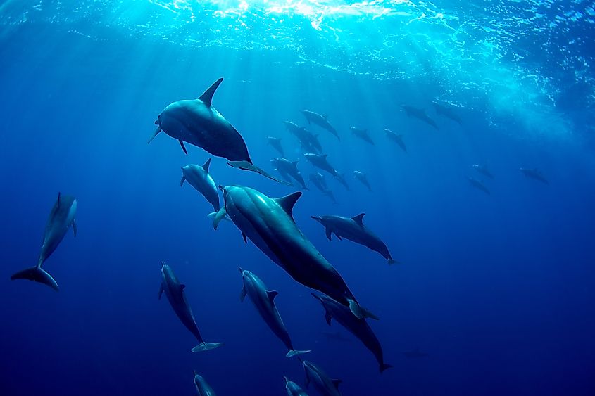 Marine life in Indian Ocean