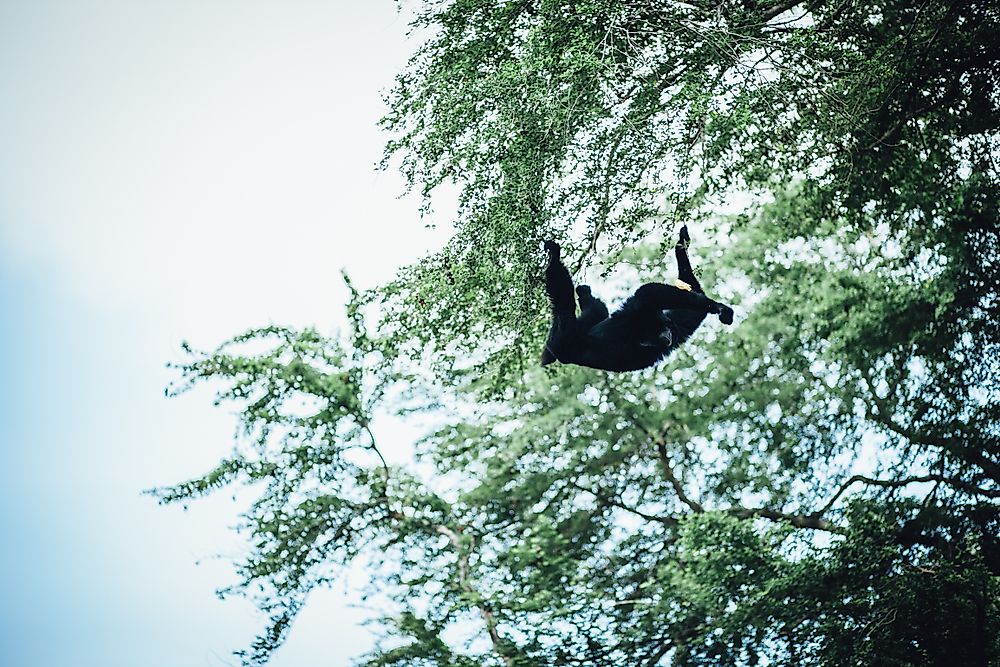 A Howler Monkey in the forests of the Río Plátano Biosphere Reserve.