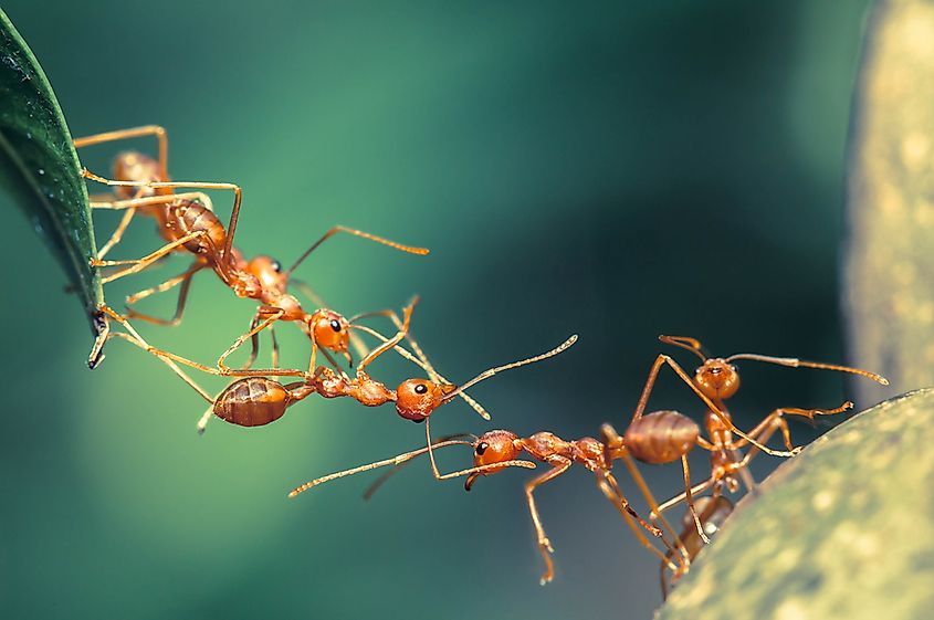 Ant bridge unity