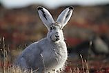 An arctic hare on the tundra.
