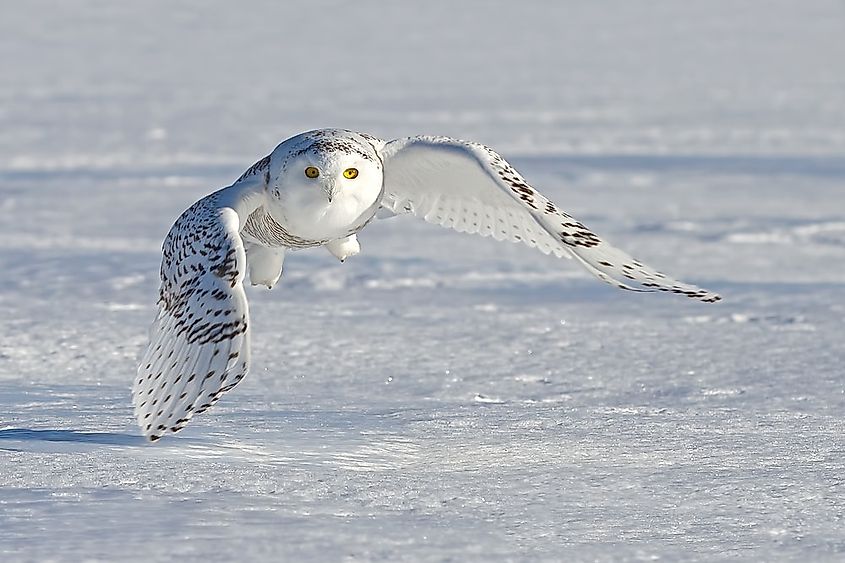 Snowy owl (Bubo scandiacus) flying low and hunting over a snow covered field in Ottawa, Canada