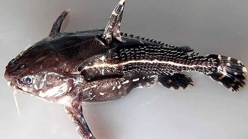 A talking catfish (Acanthodoras spinosissimus).