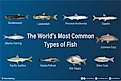 infographic showing the world's 10 most common fish