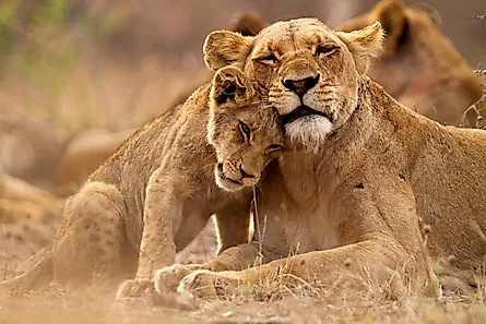 Lion cub and its mother