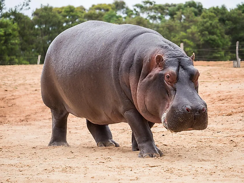 The hippopotamus is considered to be one of the most dangerous animals in the world.