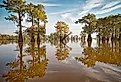 The swamps of Texas and  Louisiana, Caddo Lake.