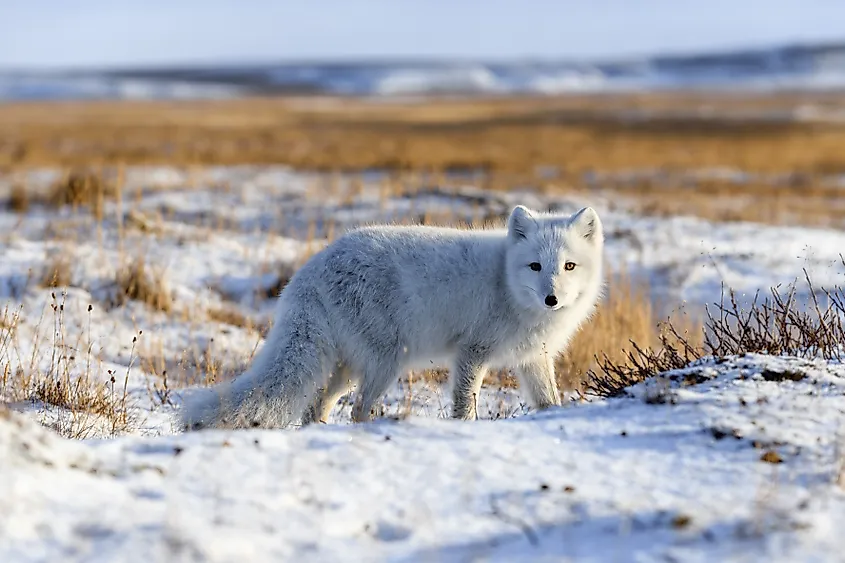 Arctic fox (Vulpes Lagopus) in wilde tundra.