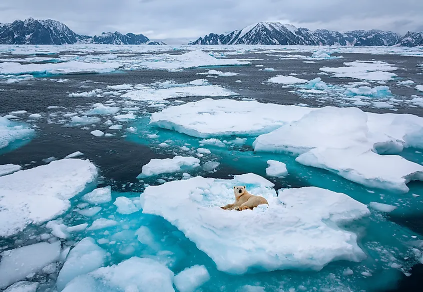 Polar bear (Ursus maritimus) resting on floating sea ice off the northeast coast of Greenland.