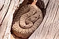 Faded rattlesnake coiled in a log in Colorado.