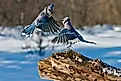 Two blue jays engaged in a fight. Image credit: Michael Cummings/Shutterstock.com