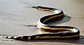 A yellow-bellied sea snake that had washed up on the seashore.