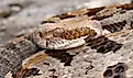 Timber rattlesnake (Crotalus horridus)